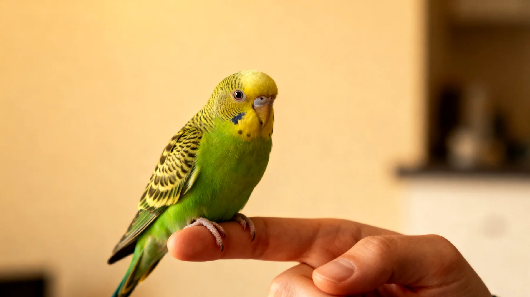 Junge Wellensittiche benötigen altergerechte Trainingsmethoden und Verhaltensübungen, um grundlegende Kommandos, soziale Fähigkeiten und Vertrauen zum Menschen aufzubauen, ohne sie in ihrer sensiblen Entwicklungsphase zu überfordern"